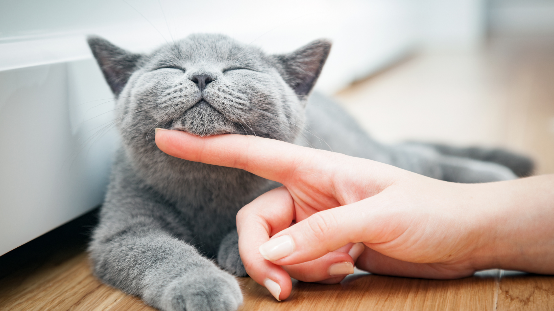 5 stilvolle Ideen, wie Katzenmöbel in deine Wohnung passen