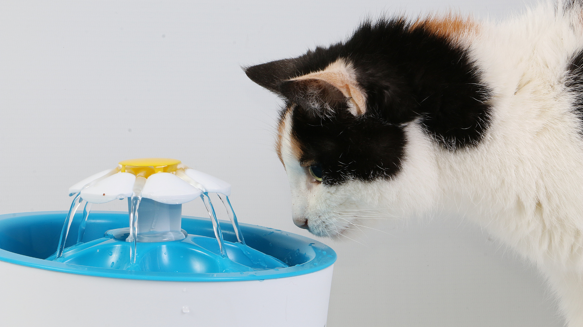 Trinkbrunnen für Katzen – warum sie so wichtig sind